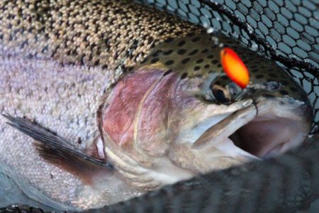 小菅トラウトガーデン 釣果