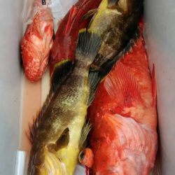 遊漁船 新鋭丸 釣果