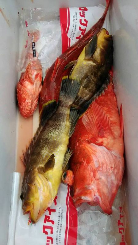 遊漁船 新鋭丸 釣果