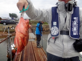 鯛紅丸 釣果
