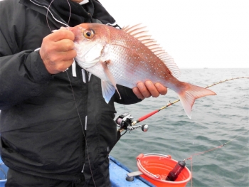 鯛紅丸 釣果