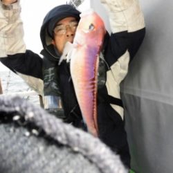 鯛紅丸 釣果