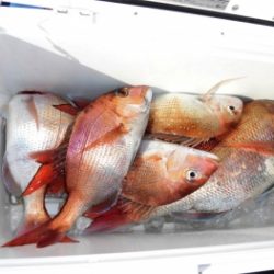 鯛紅丸 釣果