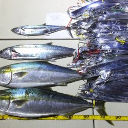 Hit Rush(ヒット ラッシュ） 釣果