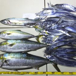 Hit Rush(ヒット ラッシュ) 釣果