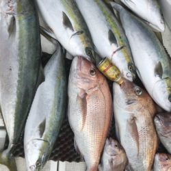 釣船 浦島太郎 釣果