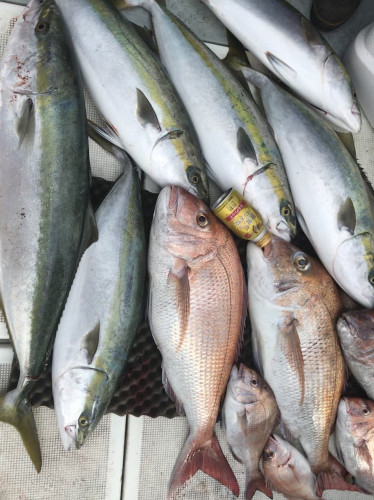 釣船 浦島太郎 釣果