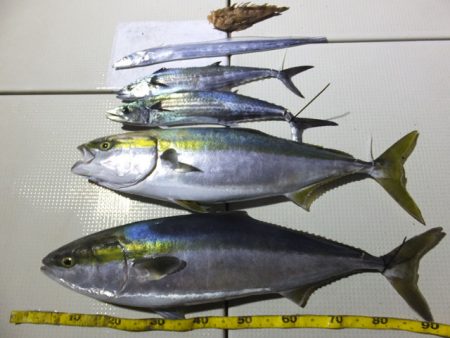 Hit Rush(ヒット ラッシュ) 釣果