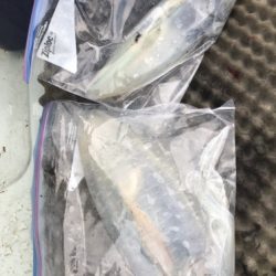 釣船 浦島太郎 釣果