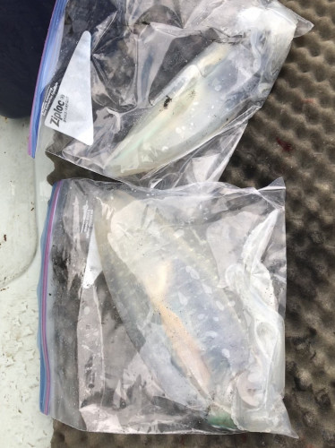 釣船 浦島太郎 釣果