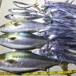 Hit Rush(ヒット ラッシュ) 釣果