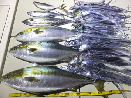 Hit Rush(ヒット ラッシュ） 釣果…