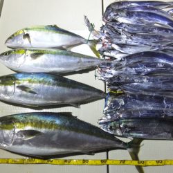 Hit Rush(ヒット ラッシュ） 釣果