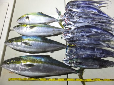 Hit Rush(ヒット ラッシュ） 釣果