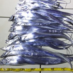 Hit Rush(ヒット ラッシュ) 釣果