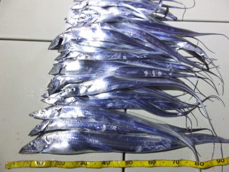 Hit Rush(ヒット ラッシュ） 釣果…