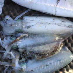 釣船 浦島太郎 釣果