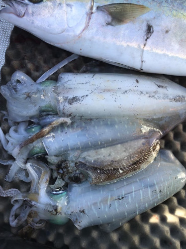 釣船 浦島太郎 釣果