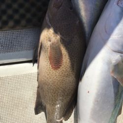 釣船 浦島太郎 釣果