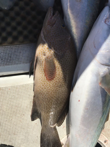 釣船 浦島太郎 釣果