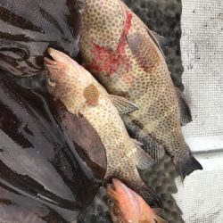 釣船 浦島太郎 釣果