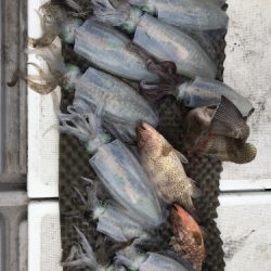 釣船 浦島太郎 釣果