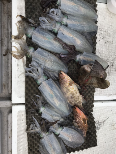 釣船 浦島太郎 釣果