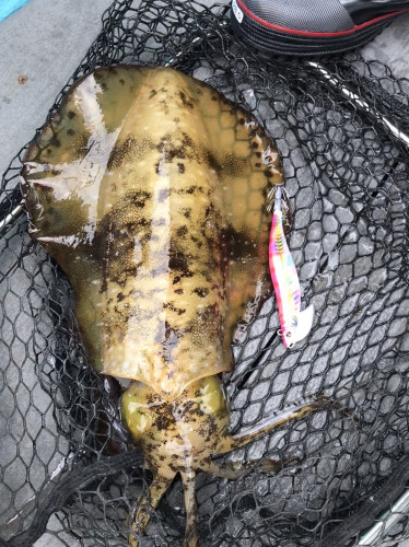 釣船 浦島太郎 釣果