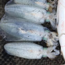 釣船 浦島太郎 釣果