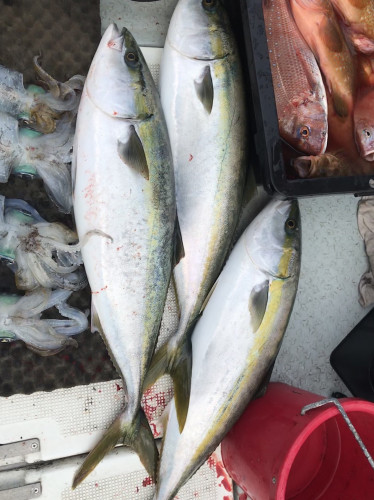 釣船 浦島太郎 釣果