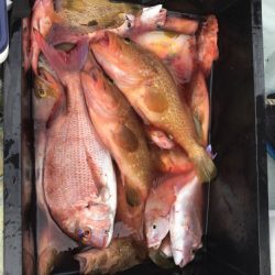 釣船 浦島太郎 釣果