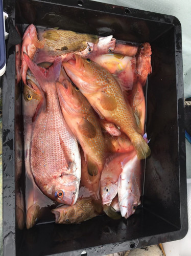 釣船 浦島太郎 釣果