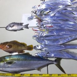 Hit Rush(ヒット ラッシュ） 釣果