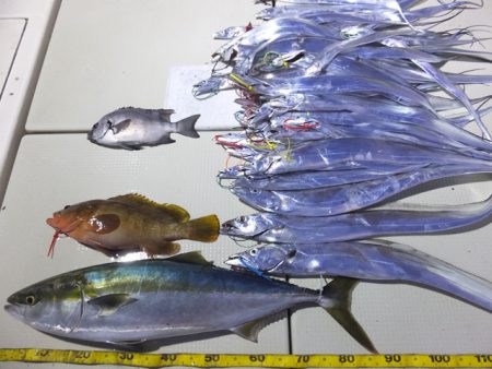 Hit Rush(ヒット ラッシュ） 釣果