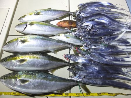 Hit Rush(ヒット ラッシュ) 釣果