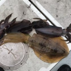 釣船 浦島太郎 釣果