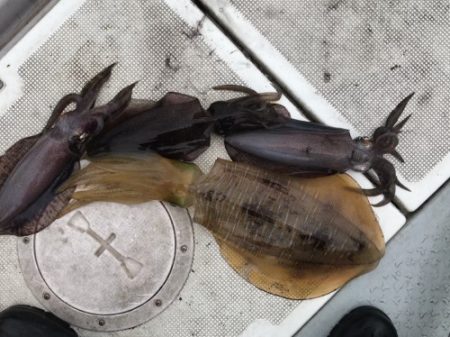 釣船 浦島太郎 釣果