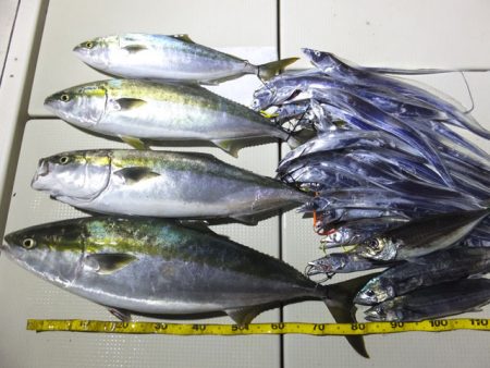 Hit Rush(ヒット ラッシュ) 釣果