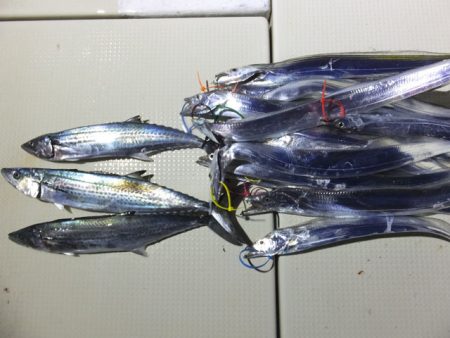 Hit Rush(ヒット ラッシュ） 釣果…