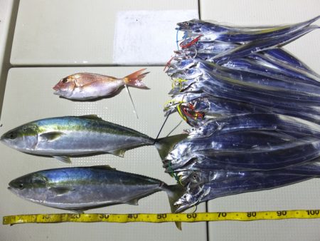 Hit Rush(ヒット ラッシュ） 釣果…