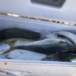 釣船 浦島太郎 釣果