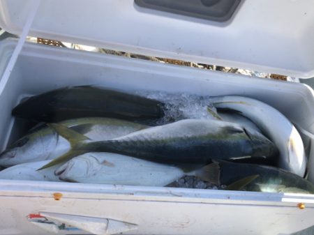 釣船 浦島太郎 釣果