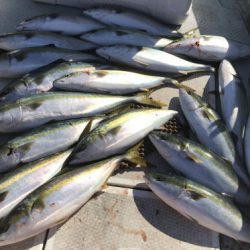 釣船 浦島太郎 釣果