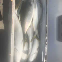 釣船 浦島太郎 釣果