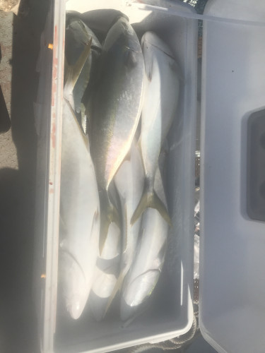 釣船 浦島太郎 釣果