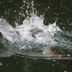 小菅トラウトガーデン 釣果