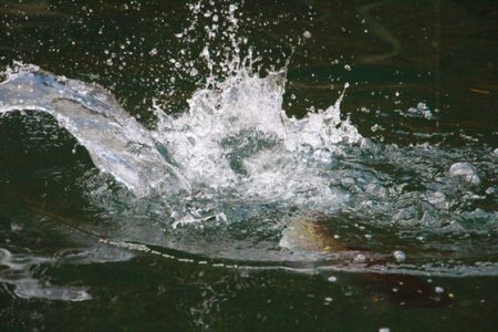 小菅トラウトガーデン 釣果