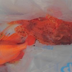 遊漁船 新鋭丸 釣果