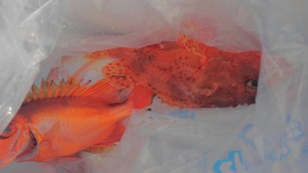 遊漁船 新鋭丸 釣果