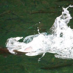 小菅トラウトガーデン 釣果